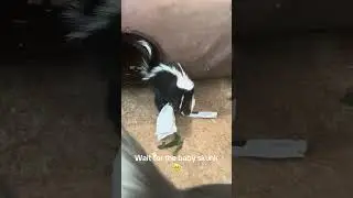 Wait for the baby 🥹🥹 #skunk #skunkette #babyskunk