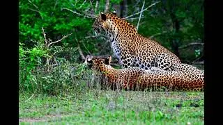 A moment leopards from Yala safari Sri Lanka