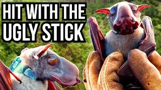 5 Of The Ugliest Animals In The World - Hit With The Ugly Stick