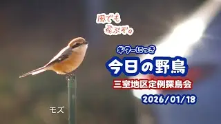 ギター日記　今日の野鳥　・　三室地区定例探鳥会　2026年1月18日