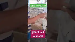 How to treat cow || animals fluid therapy || jugular vein || #shorts #shortvideo #shortsvideo