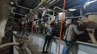 TERCEIRA ORDENHA COM A FERNANDA!