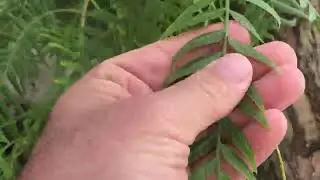 False Pepper Tree Features and Benefits