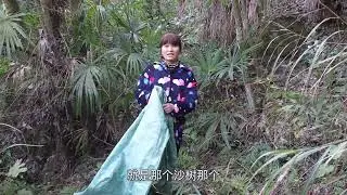 阿英两个摘柿子，摘的是心情，收获的是快乐，这种感觉真好 #我的乡村生活 #山货 #家乡特色 #农村趣事 #摘柿子