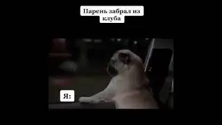 Когда парень забрал из клуба 🙃#pugsareawesome #pugslife #pugs #мопс #мопсдядяпес #мопсики