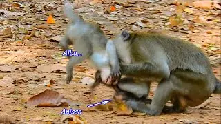 Sorrow Poor Baby Alba Try Save Anissa Life From Aron | Bad Man Aron Attack Alba Nearly Pass Away