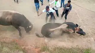 pelea de toros chalaco