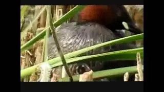 Little Grebe chicks