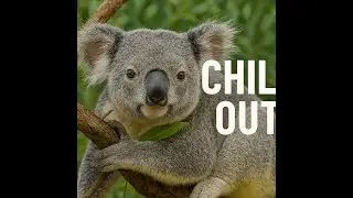 Relax and Calm Like a Koala 🌿 1 Minute Escape to Nature