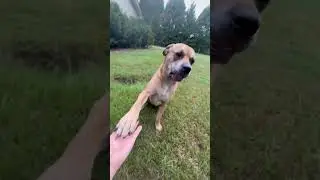 Epic dog training!