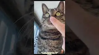 Touch My Cat and She Gives the Angriest Look 😾👀 | USA Pets #catvideos #petsvideo