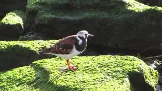 Filming the Feathers: Ruddy Turnstone