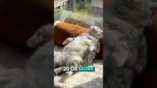 Lifespan of Cats!