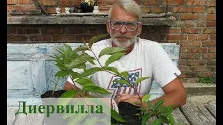 Диервилла
