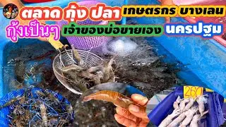 #ตลาดกุ้งปลาเกษตรกรบางเลนนครปฐม#กุ้งเป็นๆสดๆ#ราคาถูก#เจ้าของบ่อขายเอง#จังหวัดนครปฐม#ลุงน้อยchannel
