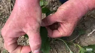 JJ in the Field: In Herbicides We Trust! Waterhemp Or Palmer Amaranth? Hope You Don't Have Either!