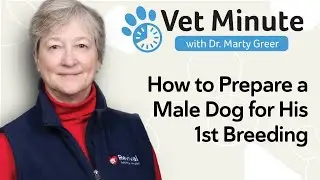 How to Prepare a Male Dog for His First Breeding: 3 Essential Stud Dog Tips