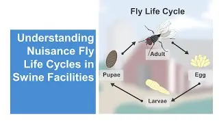Understanding Nuisance Fly Life Cycles in Swine Facilities