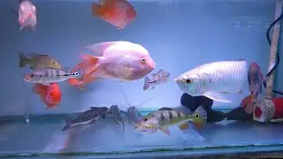 Monster Fish World Aquarium Shop