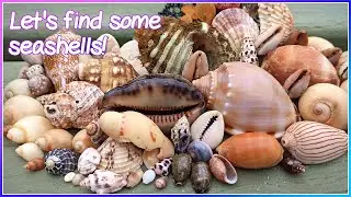 Early Morning Shelling | Little Volute and Live Violet Sea Snail