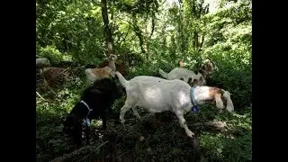 Goats used to combat invasive plant species in New York's park| CCTV English