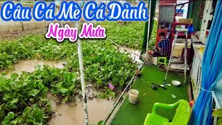 C&acirc;u C&aacute; M&egrave; C&aacute; Dảnh | HNHG