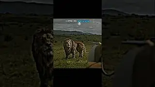 Lion vs Tiger 💀🔥 #shorts  #lion #liontiger #lionvstiger #shortsfeed #trending #wildlife #animals