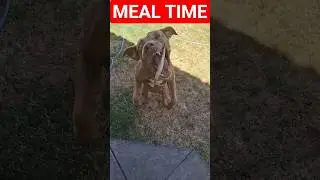 Fishy Friday's 🐟 #Dog #Funny #ShortVideo #DogShorts