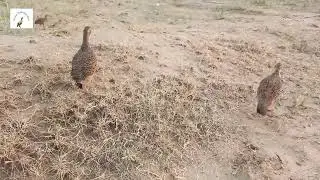 sindhi irani teetar awaaz,pheasant birds ke sound,francolin voice