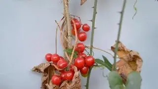 ZARZAPARRILLA (Smilax aspera) PLANTAS MEDICINALES