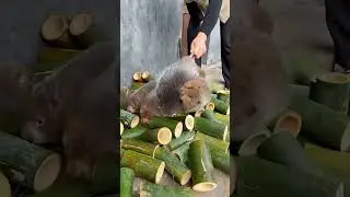 BENEATH YOUR FEET&hellip; A HIDDEN RAT EMPIRE 🐀😳🕳️