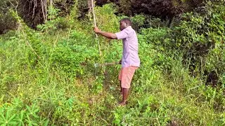 Spending Time on the Farm, Harvesting Cassava | African Rural Life
