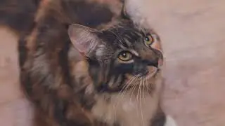 Quality Cat Food? Just Look for Our Name.