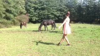Privatgest&uuml;t M&ouml;ningerberg - Breeding of Andalusian