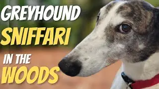 Off Lead Greyhounds Sniffari