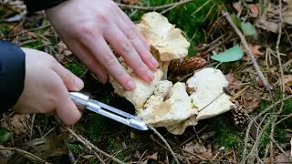 Mushroom Season: Autumn Mushroom Foraging in SCOTLAND  |  VLOG