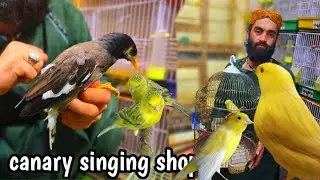 canary singing | canary birds | canary | canary birds singing | canary sound | canary song