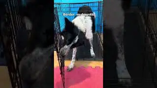 Border collie vs. Lagotto romagnolo #dogs #training #tricks #fun