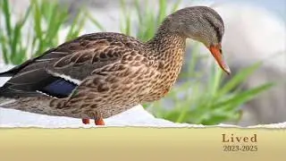 Timeline of Chocolate the Mallard's Life