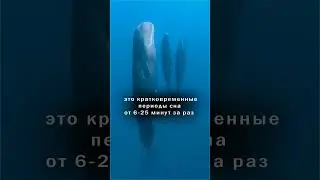 Как спят кашалоты #news #природа #animals #nature #новости #viral
