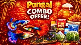 Pongal Combo offer🎋🎉l 5 special combo |#trending #viralvideo #guppyfarm #guppy #viral #Pongal #fish 