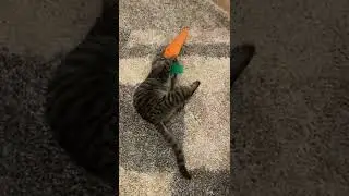 Gray Tabby Cat Loves His Carrot Toy 🥕