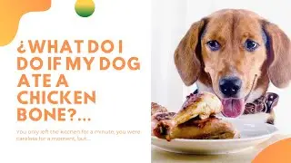 🍗 🦴 &iquest;WHAT DO I DO IF MY DOG ATE A CHICKEN BONE?