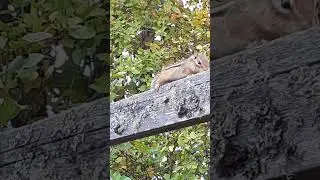Chipmunk Then Turkeys