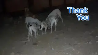 Feeding cute dogs and puppies in street