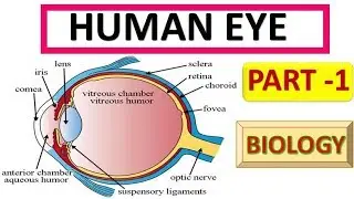 Human Eye Structure and working (SSC , UPSC , State PSC exams )