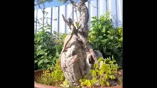 Сосни бонсай.#bonsai#pinussilvestris#jamadori