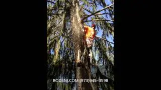Tree Trimming Mendham NJ