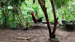 AYAM TANPA SAYAP HIDUP NORMAL | BINATANG ANEH