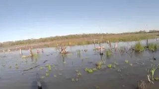 North Texas Retriever Trainers